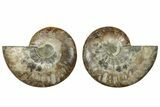 Cut & Polished, Agatized Ammonite Fossil - Madagascar #317692-1